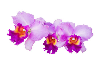 Orchid