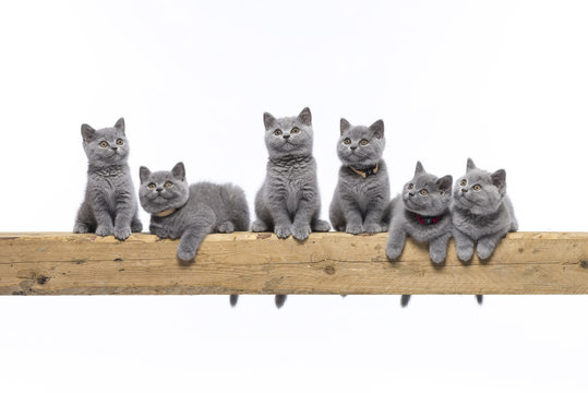 Britisch Kurzhaar BKH Kitten / British Shorthair