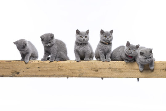 Britisch Kurzhaar BKH Kitten / British Shorthair