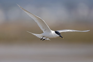 Sandwich tern, Sterna sandvicensis