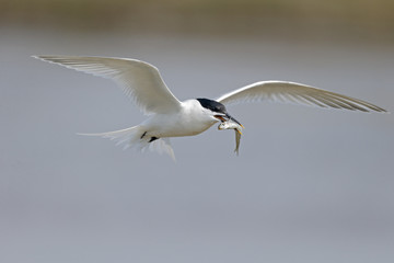 Sandwich tern, Sterna sandvicensis