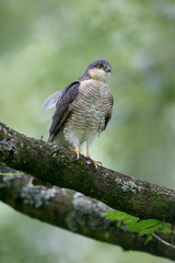 Sparrowhawk, Accipiter nisus