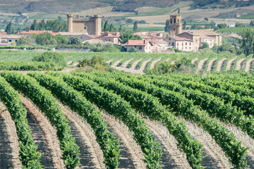Fototapeta na wymiar Viñedos con Sajazarra al fondo, La Rioja (Españ)