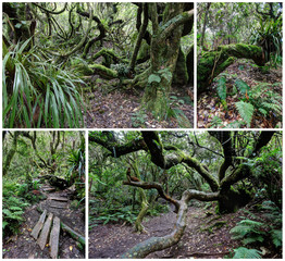 forêt tropicale à la Réunion
