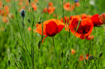 Poppy in a field