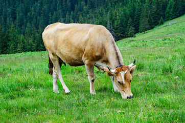 Obraz na płótnie Canvas Dairy cow grazing at meadow
