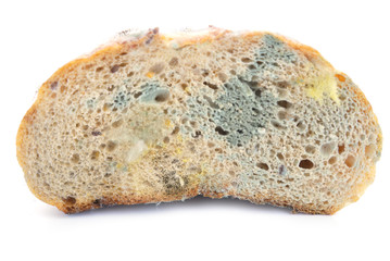 Mold on bread