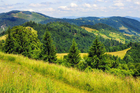 coniferous forest on a  mountain slope