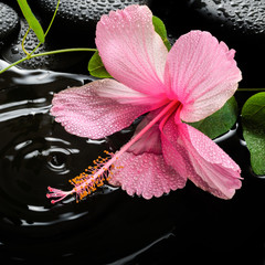 Beautiful spa concept  of pink hibiscus, green tendril passionfl