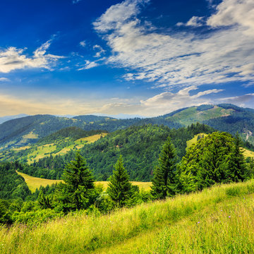 coniferous forest on a  mountain slope