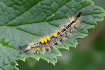 Rusty tussock moth