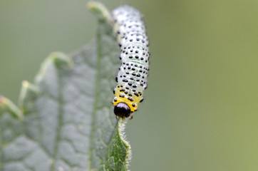 Gooseberry sawfly catepillar