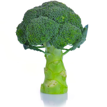 Broccoli vegetable