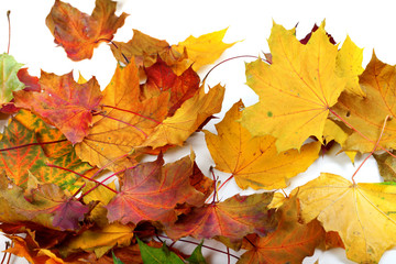 Naklejka na ściany i meble Autumn dry maple-leafs
