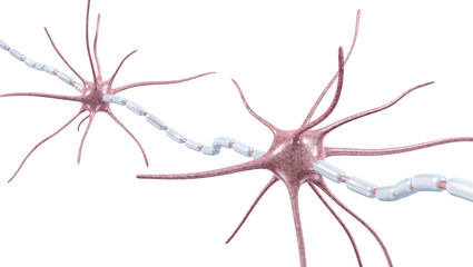 Neurons, Nervenzellen, Myelinscheide - 3D Illustration