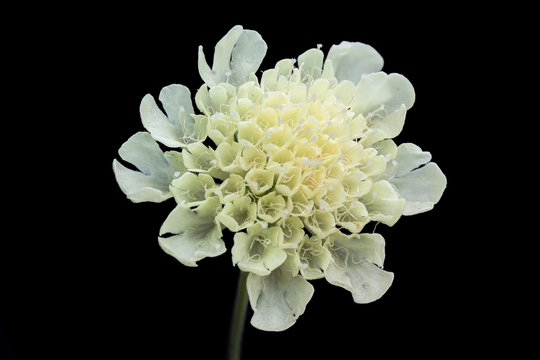 Fototapeta Scabiosa ochroleuca flower isolated on black background