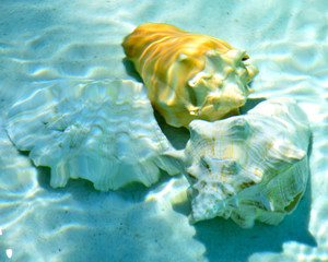 Seashells under water.