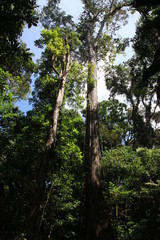 Guyane - Saül - Juillet 2014