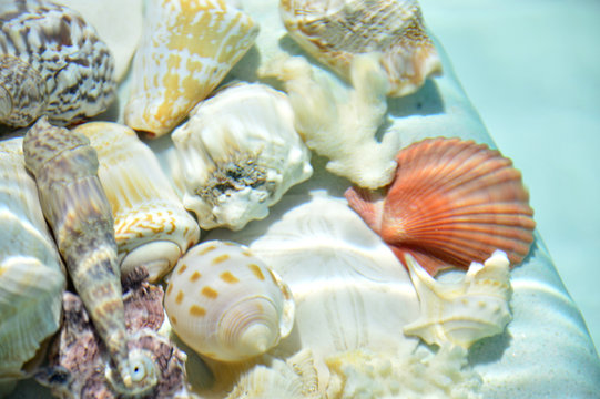 Seashells under water.