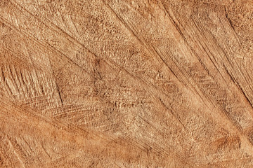 Poplar Wood Cross Section Grunge Texture