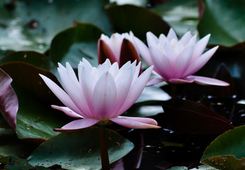 Seerosen - Zarte Naturschönheit © medwedja