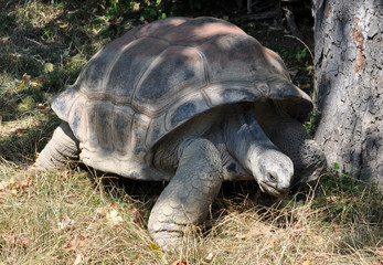 Big turtle in the grass