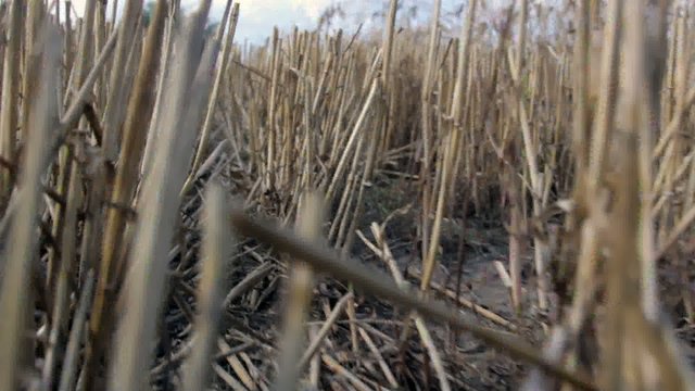 animal reaching across the field - first perspective