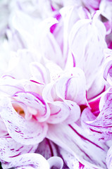 Zarte Schönheit. Dahlie