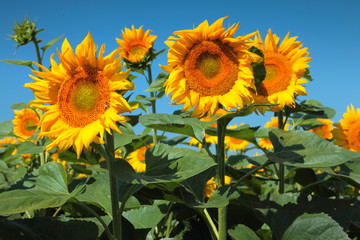 Fototapeta premium sunflowers field