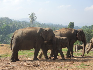 Fototapeta na wymiar Pinnawala, Sri-Lanka