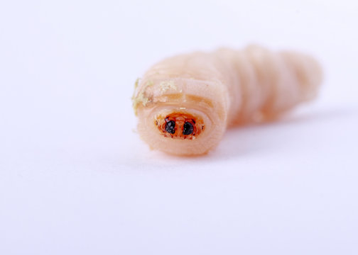 holzwurm