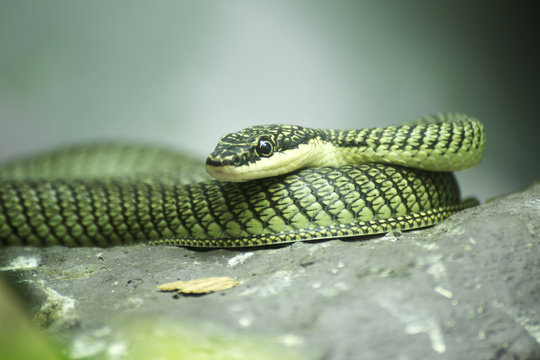 Close up Golden tree snake