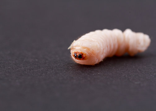 holzwurm