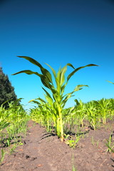 Green corn sprouts
