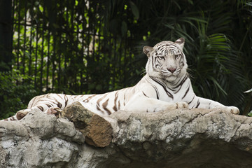 White tiger rest on the rock