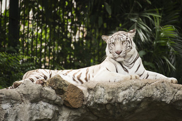 White tiger rest on the rock