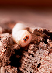 holzwurm