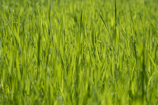 green grass abstract nature background