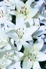 White lilies © hanurik