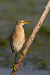 Squacco Heron (Ardeola ralloides)