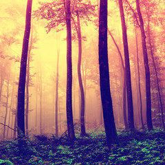 Frightening forest trees background © robsonphoto