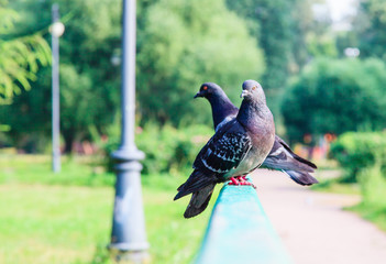 Two pigeons on the bridge