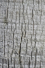 Naturrind als Hintergrund