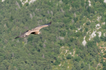 Fototapeta na wymiar Gänsegeier, Griffon vulture, Gyps fulvus