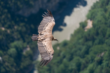 Gänsegeier, Griffon vulture, Gyps fulvus