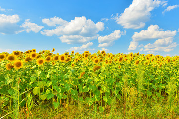 Sunflower field