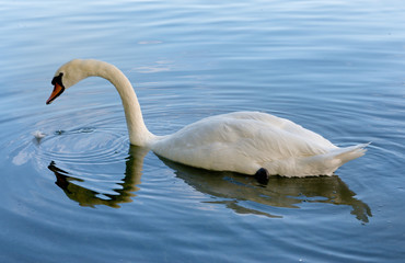 Graceful adult white mute swan