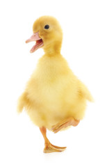 one duckling