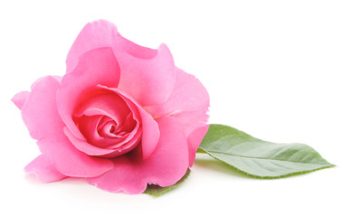 Fototapeta premium Pink Rose