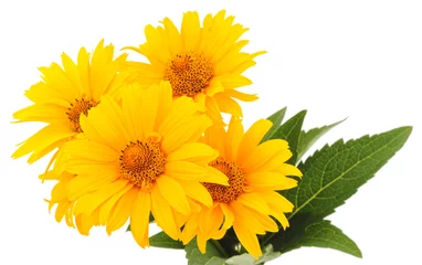 Cercles muraux Fleurs yellow flowers